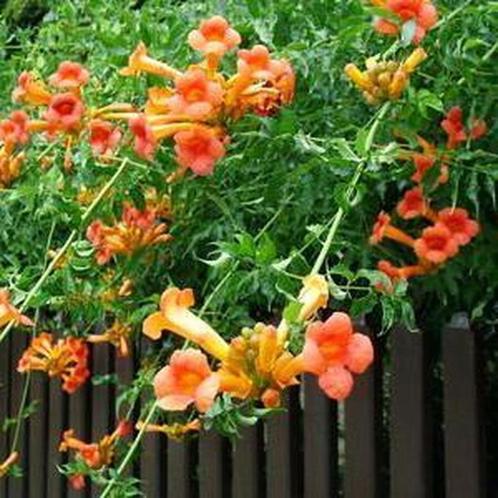 Trompetbloem, Tuin en Terras, Planten | Tuinplanten, Vaste plant, Volle zon, Zomer, Ophalen