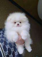 Pomeriaan puppy, Dieren en Toebehoren, Honden | Poolhonden, Keeshonden en Oertypen, Particulier, Rabiës (hondsdolheid), 8 tot 15 weken