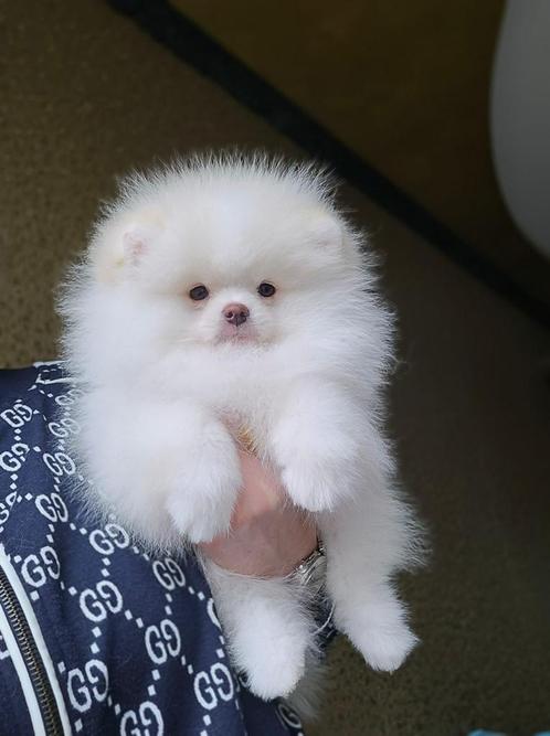 Pomeriaan puppy, Dieren en Toebehoren, Honden | Poolhonden, Keeshonden en Oertypen, Reu, Overige rassen, Particulier, Eén hond