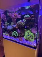 Compleet zeeaquarium, Dieren en Toebehoren, Vissen | Aquaria en Toebehoren, Ophalen, Gebruikt, Gevuld zeewateraquarium