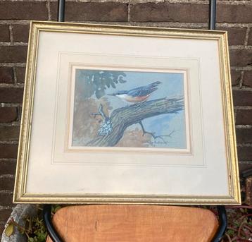 Aquarel in lijst “Boomklever” Engels beschikbaar voor biedingen