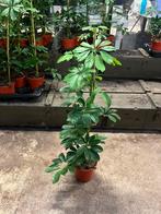 Schefflera compacta 100cm, Ophalen, Halfschaduw, Minder dan 100 cm