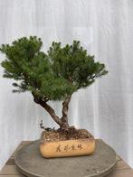 Bonsai Picea – ideaal voor beginners (incl. pot 45 cm), Bloeit niet, Overige soorten, Minder dan 100 cm, Ophalen