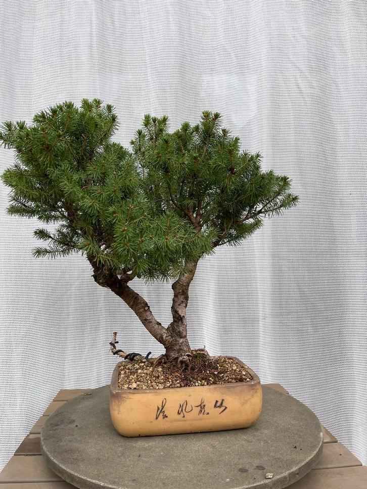Bonsai Picea – ideaal voor beginners (incl. pot 45 cm), Tuin en Terras, Planten | Bomen, Overige soorten, Minder dan 100 cm, Bloeit niet