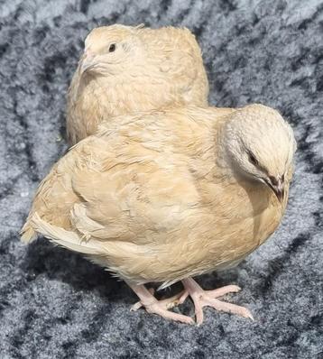 Broedeieren van de 100 % ras zuivere Gele Japanse  kwartel beschikbaar voor biedingen