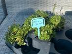 Te koop steenbreek, Ophalen, Zomer, Vaste plant, Volle zon