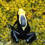Dendrobates tinctorius 'Atachi Bakka', Dieren en Toebehoren, Reptielen en Amfibieën, Amfibie