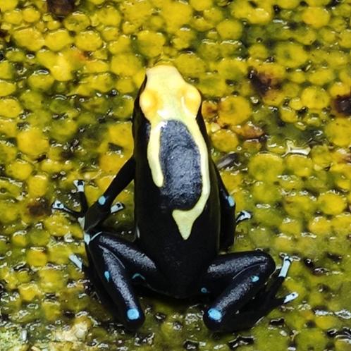 Dendrobates tinctorius 'Atachi Bakka', Dieren en Toebehoren, Reptielen en Amfibieën, Amfibie
