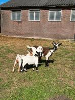 Prachtige bonte dwerggeitjes!, Dieren en Toebehoren, Schapen, Geiten en Varkens, Vrouwelijk, Geit, 0 tot 2 jaar