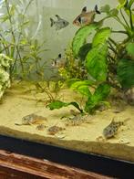 Corydora jongen (1 tot 3 maanden oud), Dieren en Toebehoren, Vis