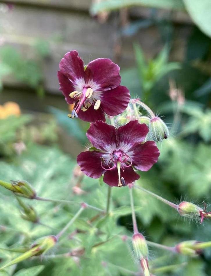 🌺🐝 Geranium phaeum donkere ooievaarsbek biologisch, Tuin en Terras, Planten | Tuinplanten, Vaste plant, Overige soorten, Volle zon