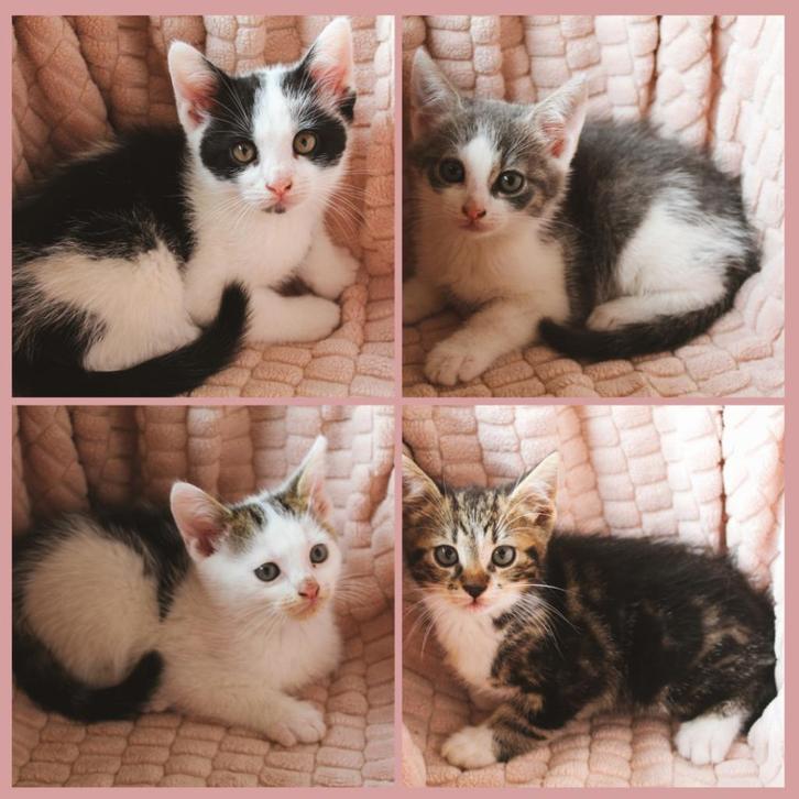 Moederpoes + 2 kittens zoeken thuis (Hilversum), Dieren en Toebehoren, Katten en Kittens | Raskatten | Korthaar, Meerdere dieren