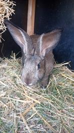 Jonge Lotharinger ram, Dieren en Toebehoren, Konijnen, Mannelijk, Groot, 0 tot 2 jaar