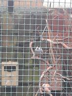 Rijstvogel pop uit de voliere, Dieren en Toebehoren, Vogels | Overige Vogels, Vrouwelijk