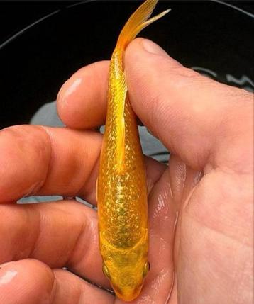 Golden ginrin koi! 10 cm beschikbaar voor biedingen