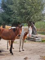 Gezocht: leaser / verzorgster