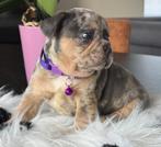 Blue Merle Tan reutje Franse Bulldog pups, Dieren en Toebehoren, Honden | Bulldogs, Pinschers en Molossers, België, Fokker | Hobbymatig