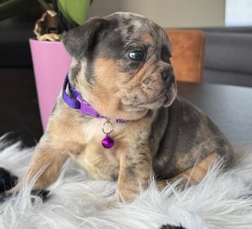 Blue Merle Tan reutje Franse Bulldog pups beschikbaar voor biedingen