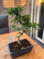 Bonsai Carmona, Tuin en Terras, Planten | Bomen, Volle zon, Bloeit niet, Minder dan 100 cm, Overige soorten