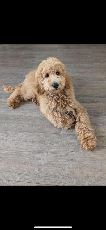 Labradoodle puppy te koop beschikbaar voor biedingen