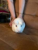 Cavia mannetje Ollie, Dieren en Toebehoren, Cavia, Mannelijk, November, Tam