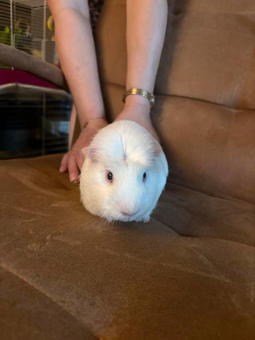 Cavia mannetje Ollie, Dieren en Toebehoren, Knaagdieren, Mannelijk, Cavia, November, Tam