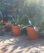 2 agaves in terracotta pot, Tuin en Terras, Planten | Tuinplanten, Ophalen, Zomer, Overige soorten, Volle zon