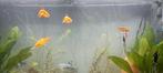 4 Goud Barbelen, Dieren en Toebehoren, Vis
