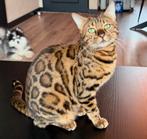 Prachtige bengaal poes, Dieren en Toebehoren, Katten en Kittens | Raskatten | Korthaar, Poes, Gechipt, 0 tot 2 jaar
