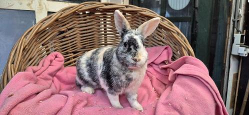 Gesteriliseerde dame NIJNTJE uit de opvang zoekt een tehuis!, Dieren en Toebehoren, Konijnen, Vrouwelijk