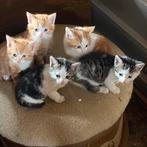 Prachtige boerderij kittens!, Dieren en Toebehoren, Katten en Kittens | Overige Katten, Meerdere dieren, Kortharig, 0 tot 2 jaar
