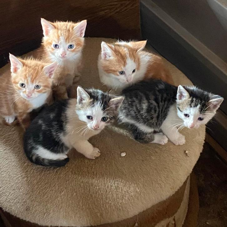 Prachtige boerderij kittens!, Dieren en Toebehoren, Katten en Kittens | Overige Katten, Kortharig, Meerdere dieren, 0 tot 2 jaar