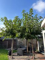 Vier mooie platanen te koop - zelf uitgraven, Tuin en Terras, Planten | Bomen, Ophalen, Bloeit niet, Volle zon, Overige soorten