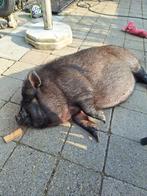 Lief huisvarken, Dieren en Toebehoren, Schapen, Geiten en Varkens, Mannelijk, Geit