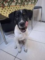 Jack Russell x Border Collie pup – lief, slim en speels, Dieren en Toebehoren, België, Particulier, Rabiës (hondsdolheid), Reu