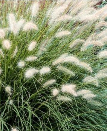 Pennisetum alop hameln (lampenpoetsersgras) beschikbaar voor biedingen