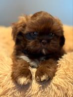 Bijzonder knappe klein type Shih Tzu! Div kleuren