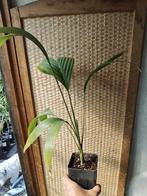 Chambeyronia macrocarpa, Huis en Inrichting, Palm, Ophalen of Verzenden, In pot, Minder dan 100 cm