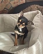 Prachtige lieve Chihuahua, Dieren en Toebehoren, Honden | Chihuahua's en Gezelschapshonden, Particulier, Rabiës (hondsdolheid)