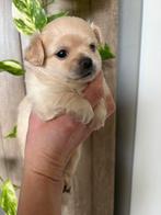 Chihuahua pups, Dieren en Toebehoren, Honden | Chihuahua's en Gezelschapshonden, Meerdere, Meerdere dieren, Chihuahua, Nederland