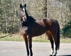 Lieve merrie te koop, Dieren en Toebehoren, Paarden, Merrie, 160 tot 165 cm, Gechipt, 7 tot 10 jaar