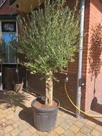 Olijfbomen 90 - 125 - 139 euro, Volle zon, Ophalen of Verzenden, 100 tot 250 cm, Olijfboom