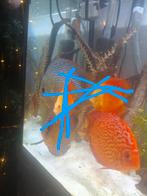 Discus 4 stuks red melons, Dieren en Toebehoren, Vissen | Aquariumvissen, Vis