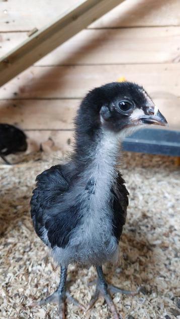 Australorp groot beschikbaar voor biedingen