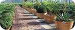 Halve wijnvaten, compleet voorzien van planten geplaatst, Tuin en Terras, Bloembakken en Plantenbakken, Ophalen of Verzenden, Nieuw