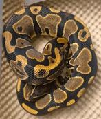 Nr manderin 66het pied, Dieren en Toebehoren, Reptielen en Amfibieën, Slang