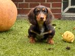 Langhaar teckel pup herplaatser goed lezen 500€, Dieren en Toebehoren, Honden | Teckels en Dashonden, Standaard, Nederland, 15 weken tot 1 jaar