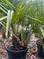 Chamaerops humilis – sterke mediterrane dwergpalm, Ophalen, Overige soorten, Volle zon
