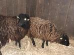 Te koop gevraagd  drachtige Quessant schaap, Vrouwelijk, Schaap, 0 tot 2 jaar