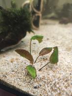 Mooie cryptocoryne nurii var rosen maiden, Ophalen of Verzenden, Plant(en), Steen of Hout